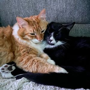 Meet your Posher, Kally